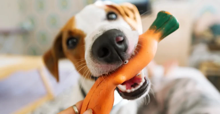 get a quote for pet toys