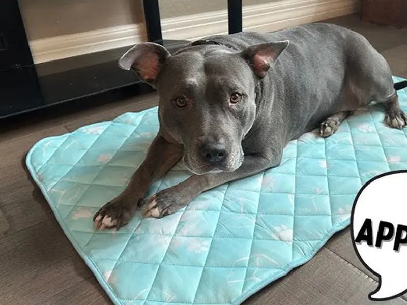 Color-Changing-Pet-Cooling-Bed-Mat-01