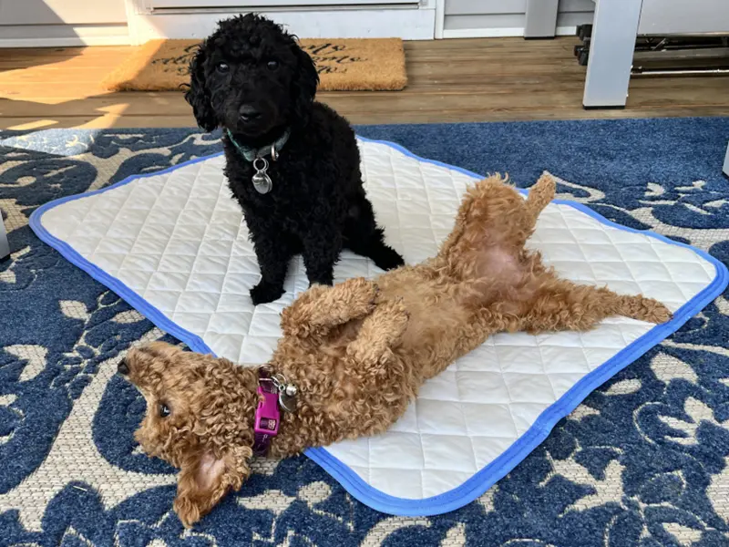 Color-Changing-Pet-Cooling-Bed-Mat-02