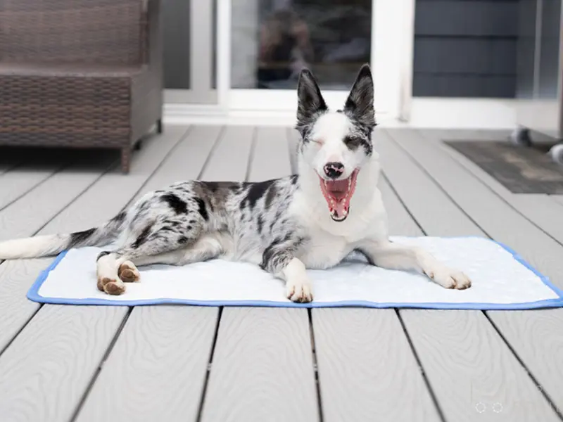 Color-Changing-Pet-Cooling-Bed-Mat-03