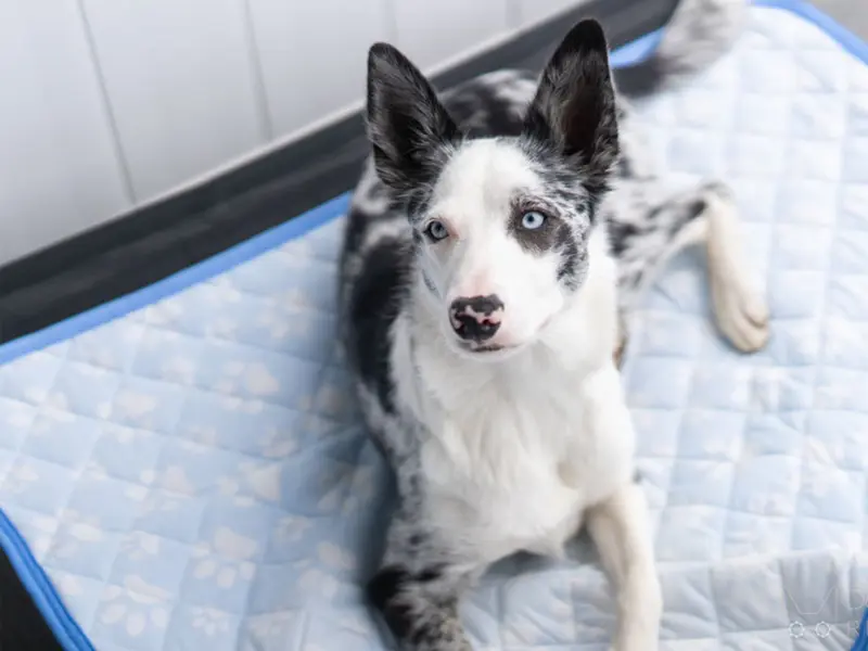 Color-Changing-Pet-Cooling-Bed-Mat-04