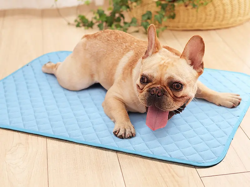 Color-Changing-Pet-Cooling-Bed-Mat-05