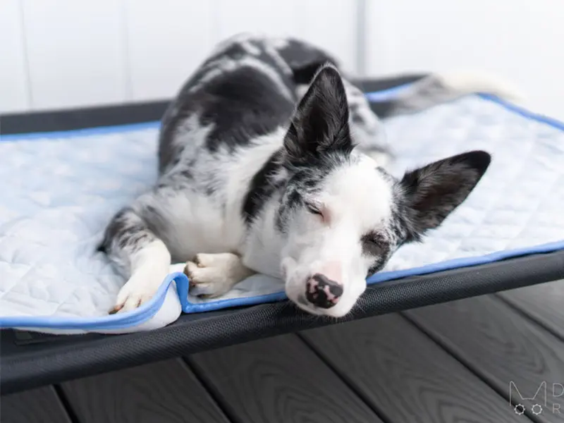 Color-Changing-Pet-Cooling-Bed-Mat-06